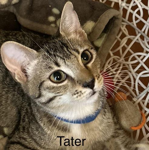Enlarge Tater, a Adoptable Domestic Short Hair in Winter Garden, FL image 1/6