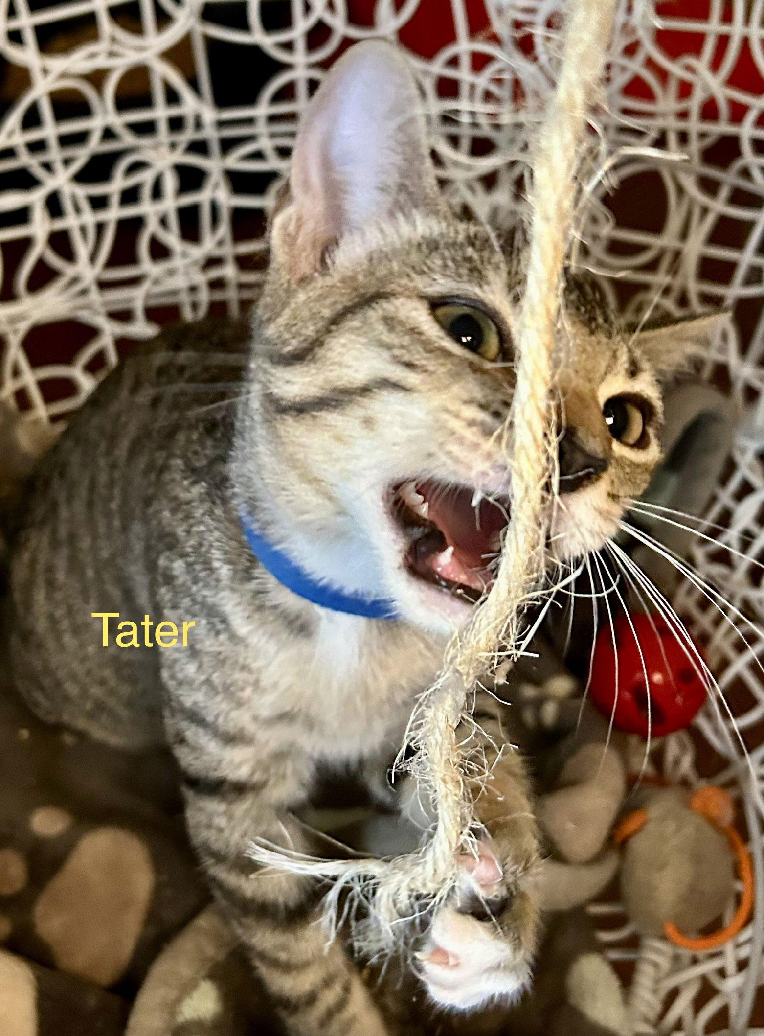 Enlarge Tater, a Adoptable Domestic Short Hair in Winter Garden, FL image 2/6