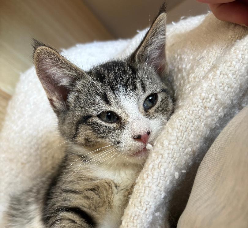 Samantha ADOPTION PENDING, Adoptable, Young Female Domestic Short Hair.