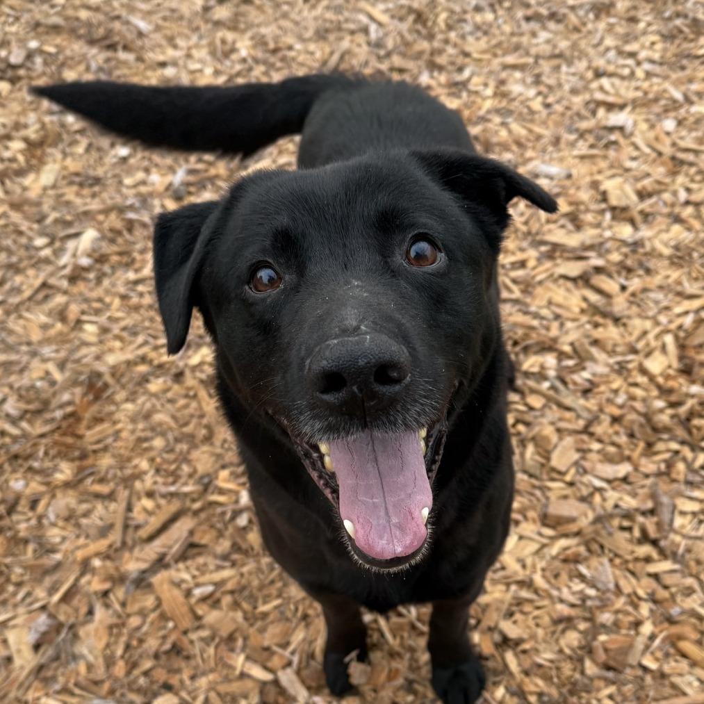 Oreo, a Adoptable Black Labrador Retriever in Tacoma, WA image 1/3