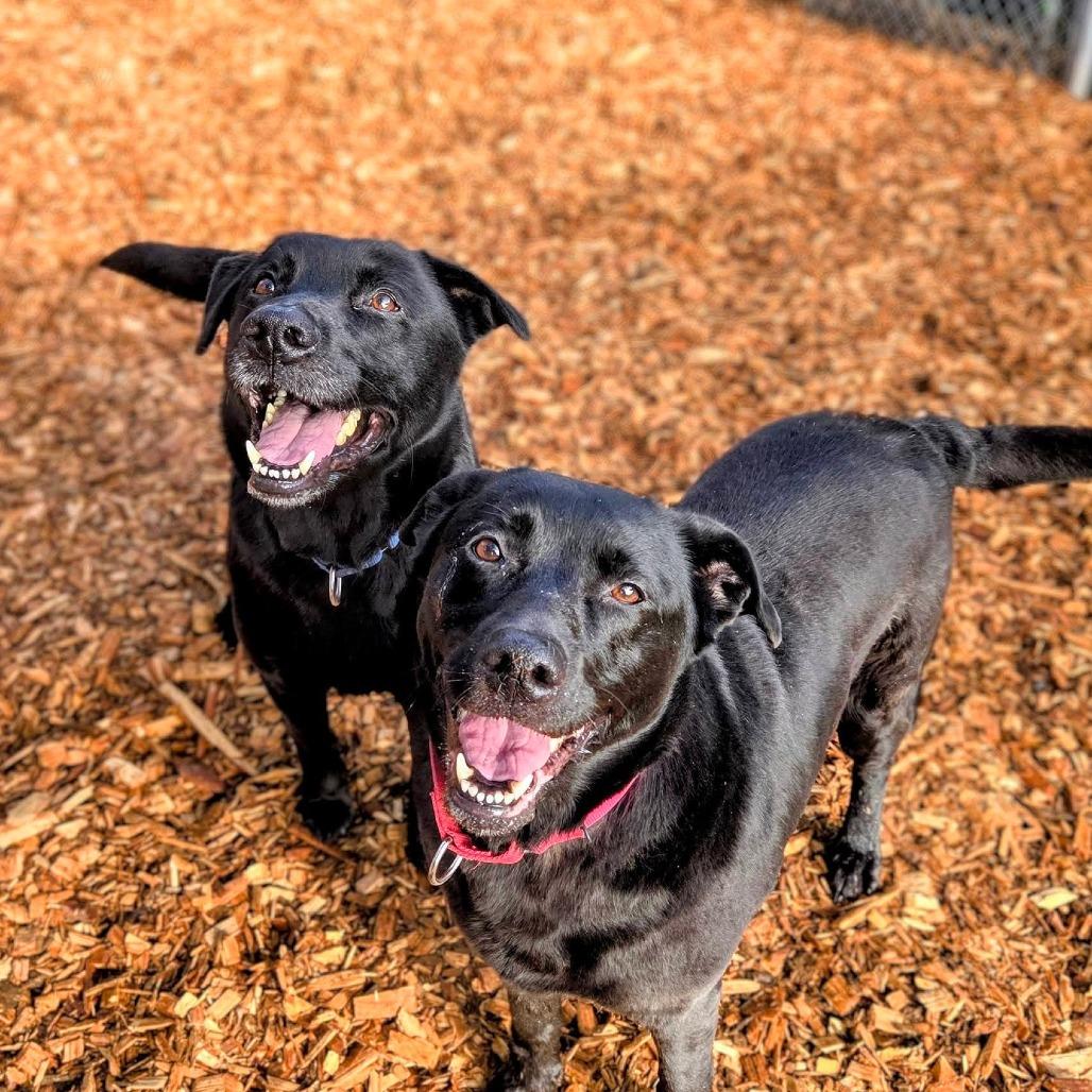 Oreo, a Adoptable Black Labrador Retriever in Tacoma, WA image 2/3