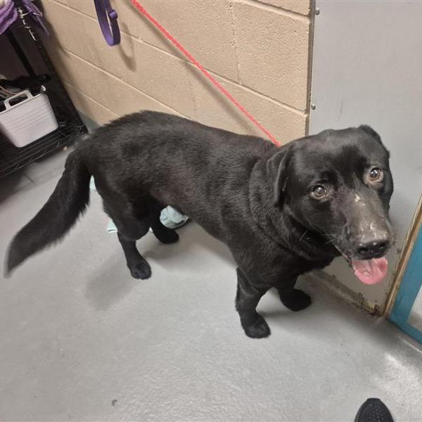 Oreo, a Adoptable Black Labrador Retriever in Tacoma, WA image 3/3