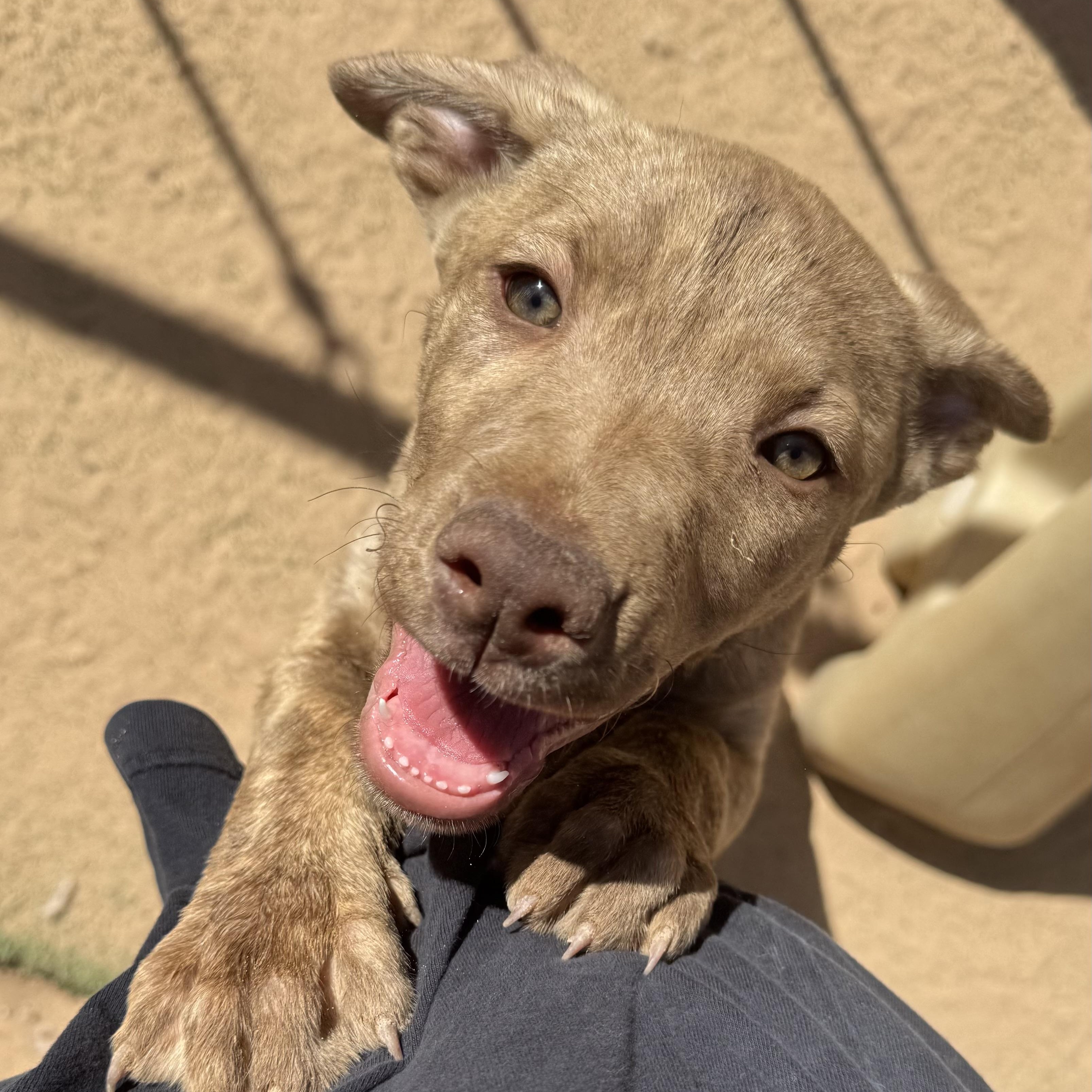Enlarge Scottie P , a ADOPTABLE mixed breed in Rio Rancho, NM image 1/2