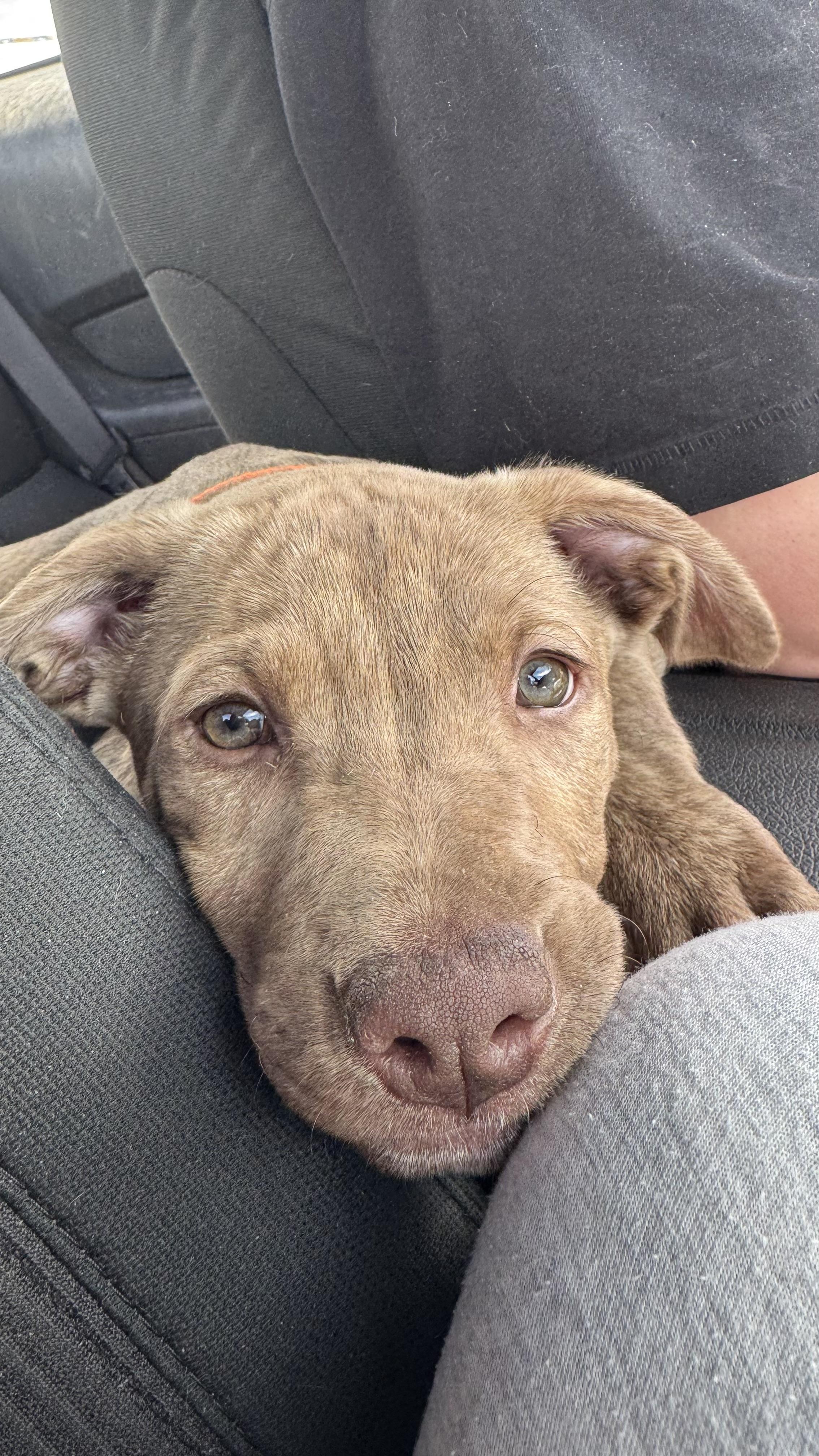 Enlarge Scottie P , a ADOPTABLE mixed breed in Rio Rancho, NM image 2/2