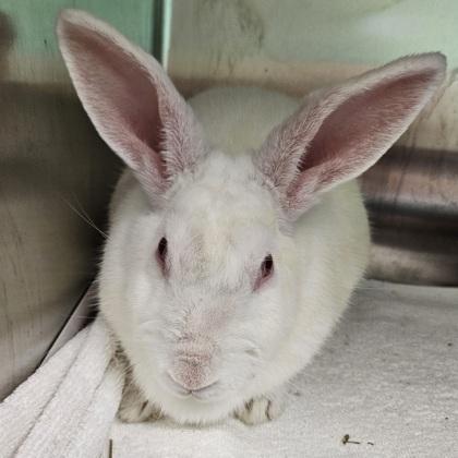 Clover, Adult Female American