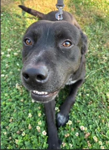 Enlarge Harvey, a Adoptable mixed breed in Rockwell City, IA image 1/3
