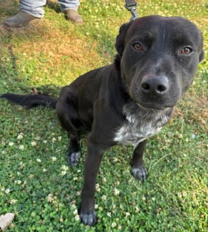 Enlarge Harvey, a Adoptable mixed breed in Rockwell City, IA image 2/3