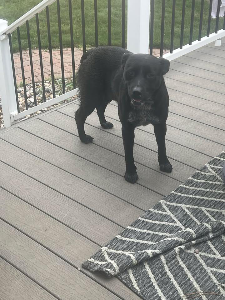 Enlarge Harvey, a Adoptable mixed breed in Rockwell City, IA image 3/3