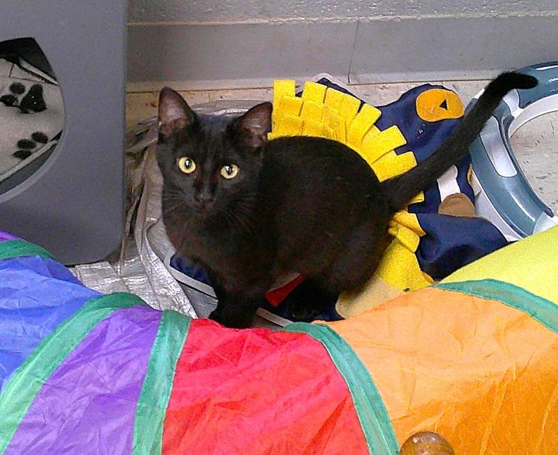 MIDNIGHT, ADOPTABLE, Young Male Domestic Short Hair.