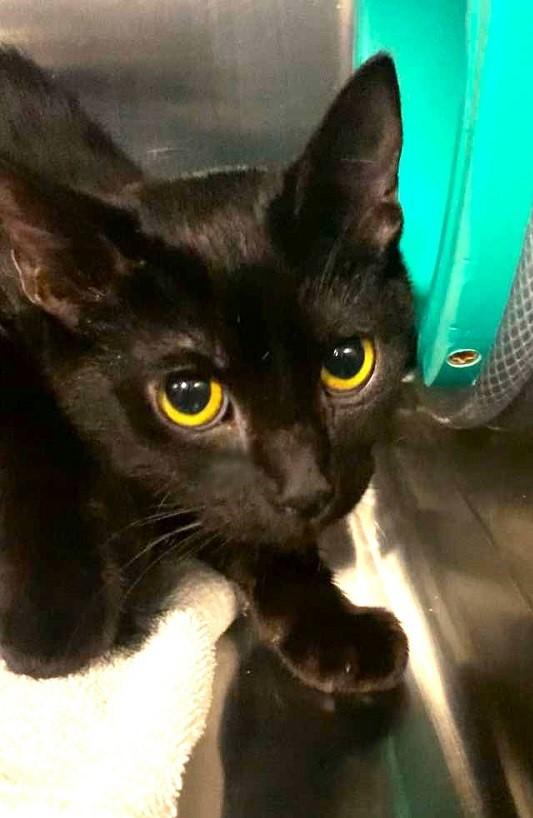 Enlarge MIDNIGHT, a ADOPTABLE Domestic Short Hair in Pegram, TN image 2/2