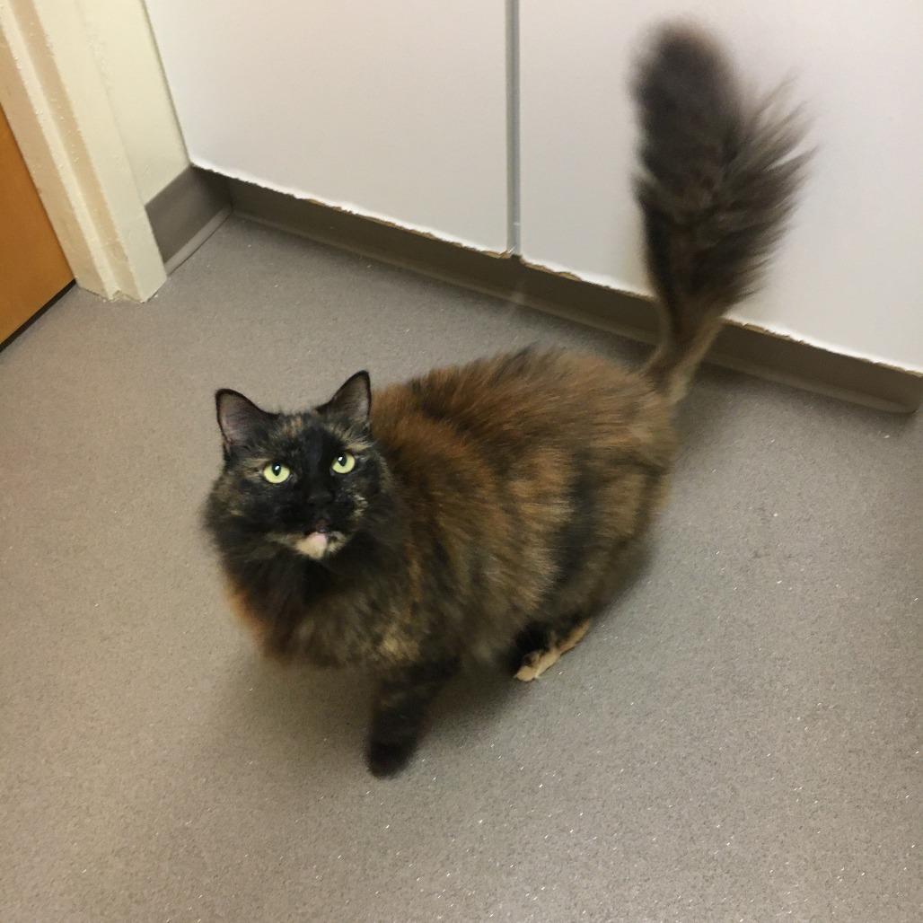 Rosie, Adoptable, Adult Female Domestic Long Hair.