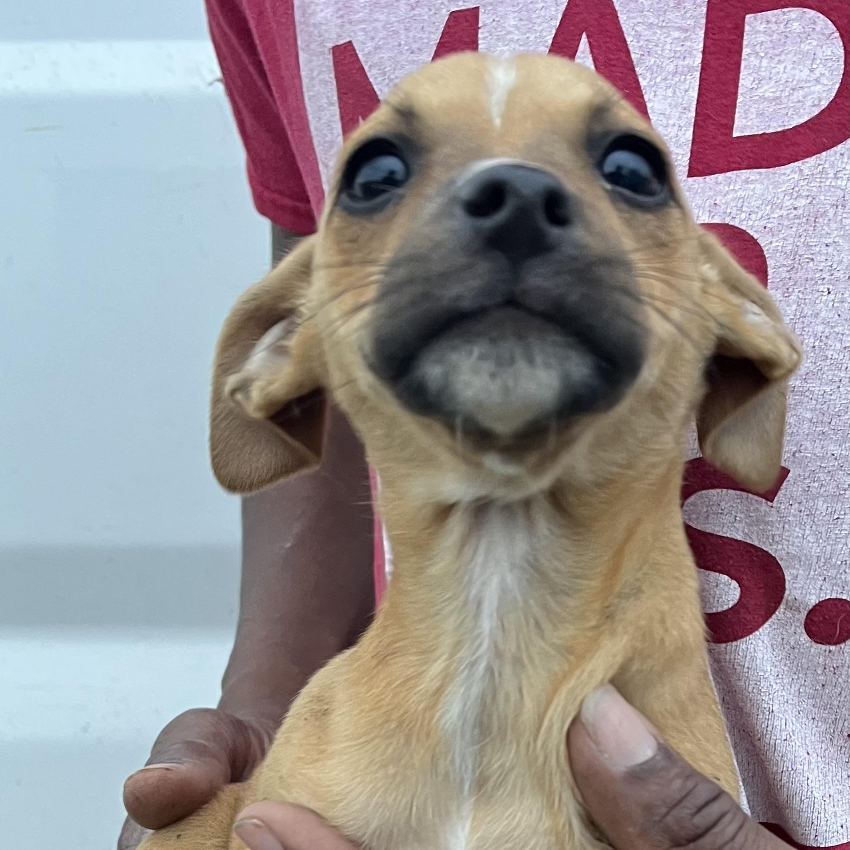 Enlarge Jasmine - Local March 13-15, an adopted mixed breed in Beaverton , OR image 2/6