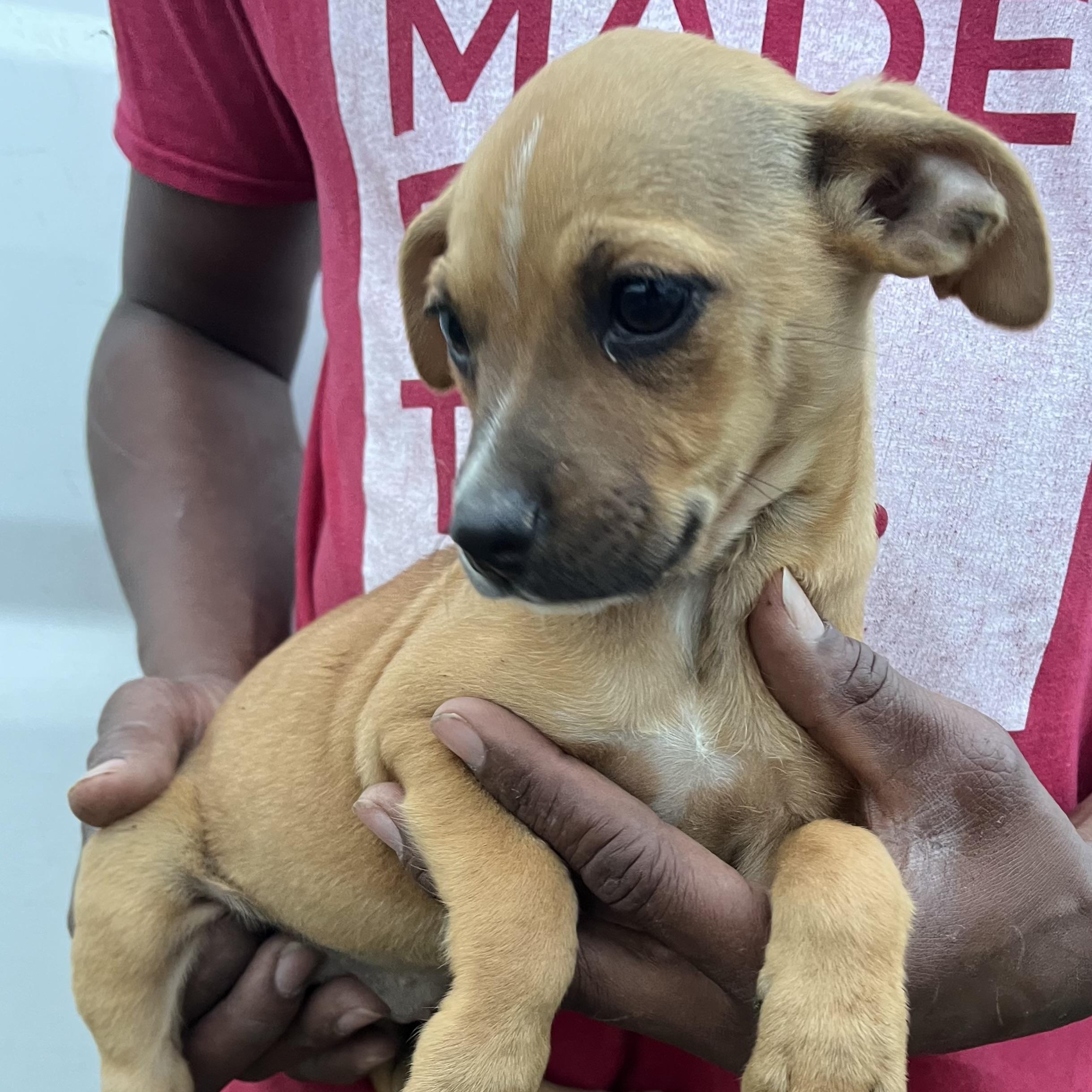 Enlarge Jasmine - Local March 13-15, an adopted mixed breed in Beaverton , OR image 4/6