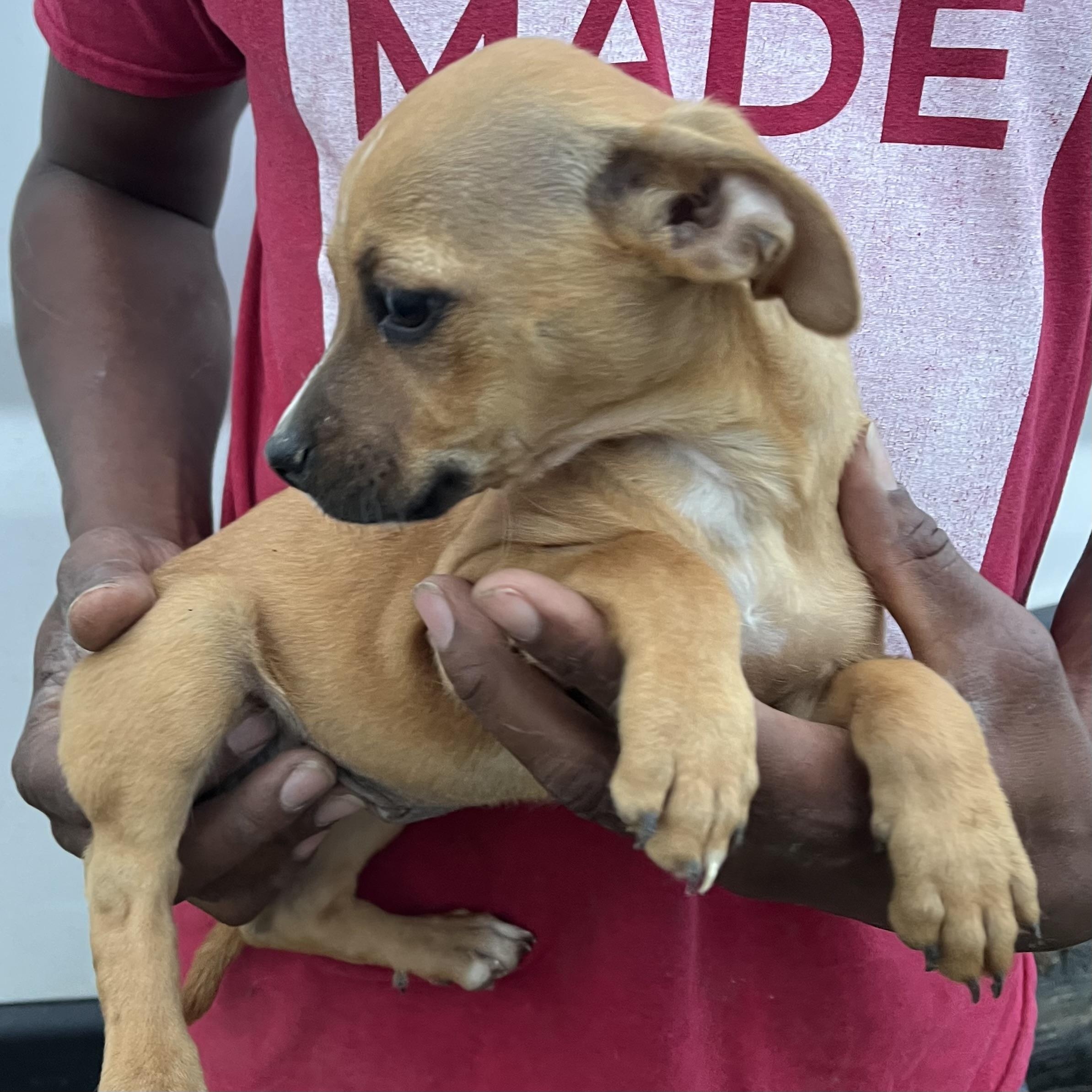 Enlarge Jasmine - Local March 13-15, an adopted mixed breed in Beaverton , OR image 3/6