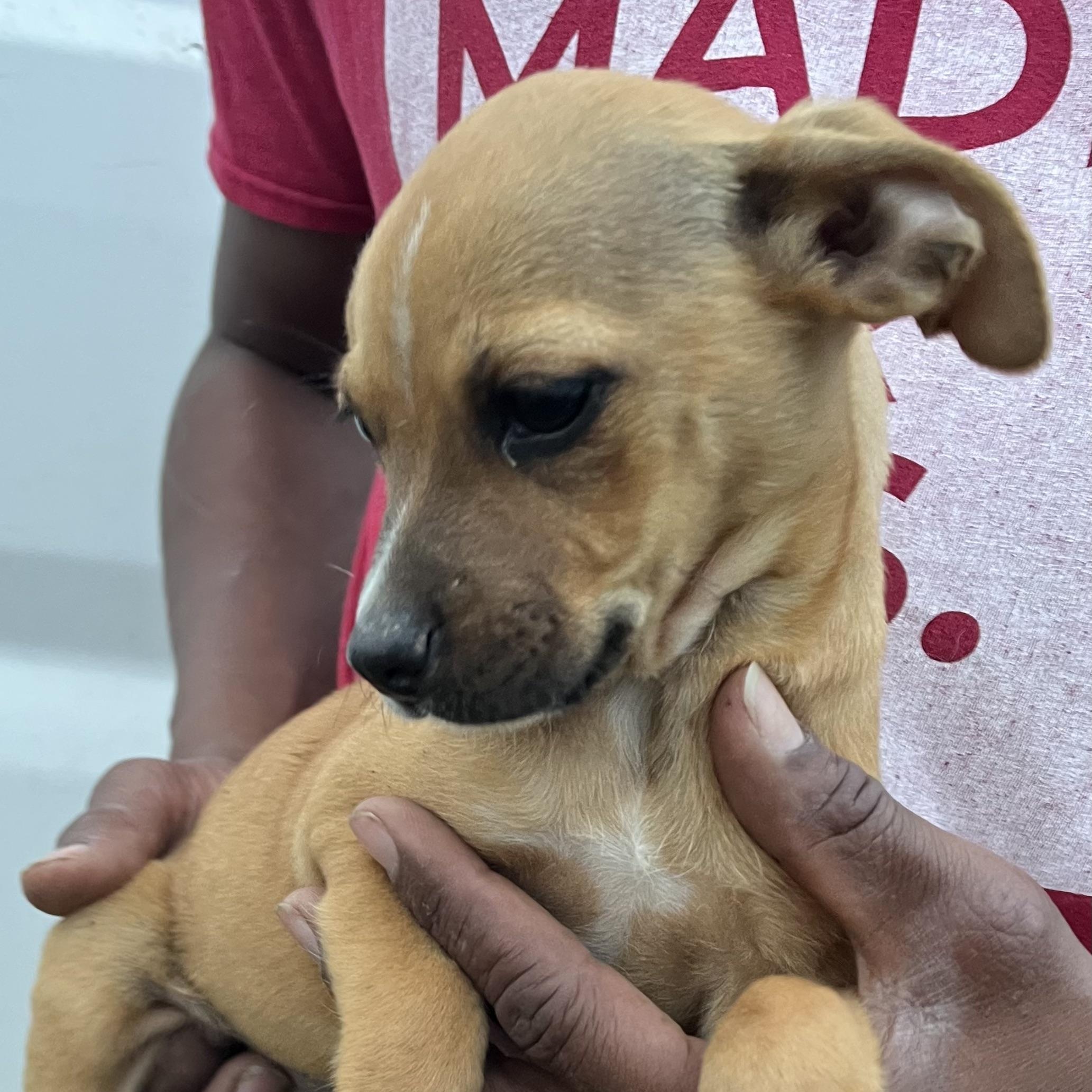 Enlarge Jasmine - Local March 13-15, an adopted mixed breed in Beaverton , OR image 6/6