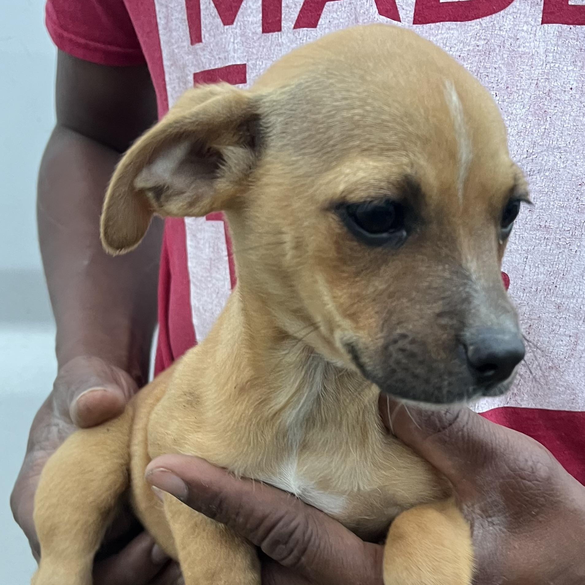 Jasmine - Local March 13-15, adopted, Puppy Female Labrador Retriever.