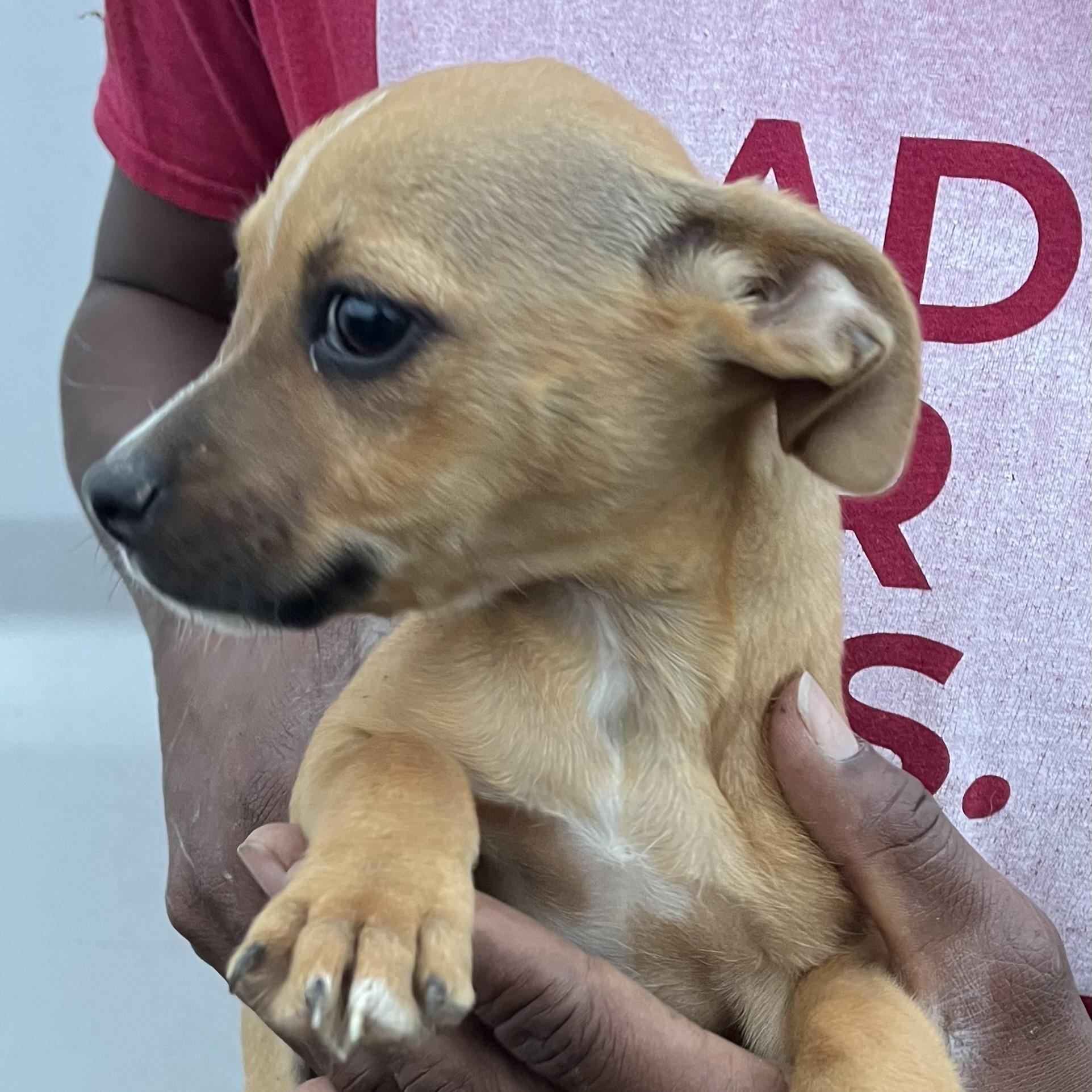 Enlarge Jasmine - Local March 13-15, an adopted mixed breed in Beaverton , OR image 5/6