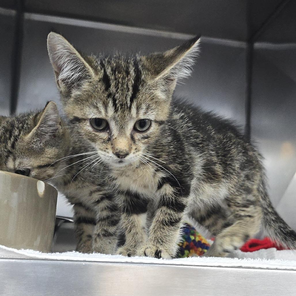 Berry Blue 26-0172, Adoptable, Kitten Male Domestic Short Hair.