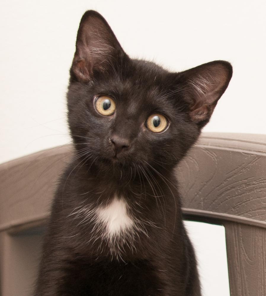 Mousse (gets adopted with Bonbon), Adoptable, Kitten Male Domestic Short Hair.