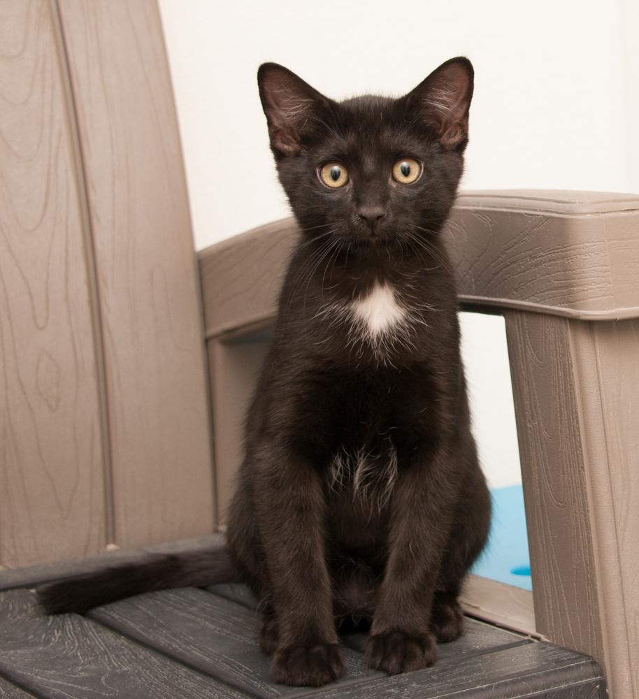 Mousse (gets adopted with Bonbon), a Adoptable Domestic Short Hair in Westminster, CO image 2/3