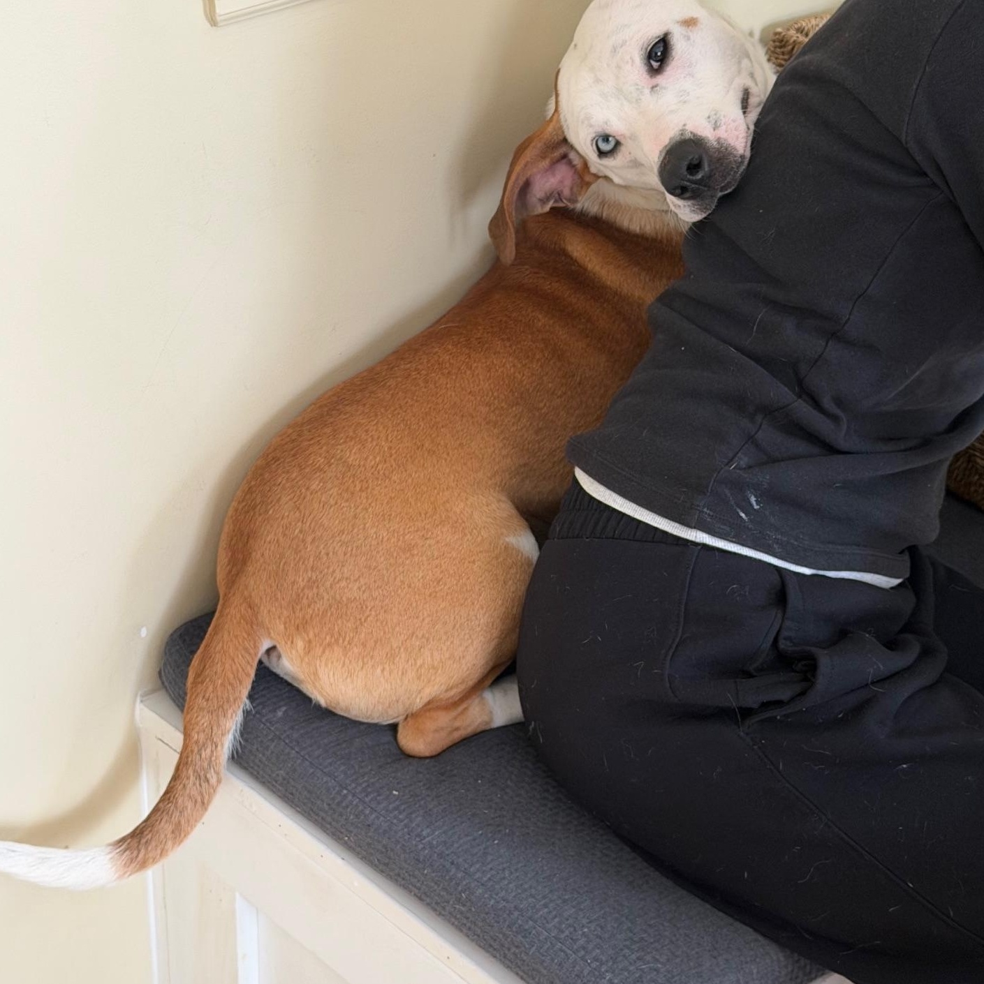 Enlarge Muffin Sparkman - Come Meet Me!, an adoptable mixed breed in Medfield, MA image 1/6