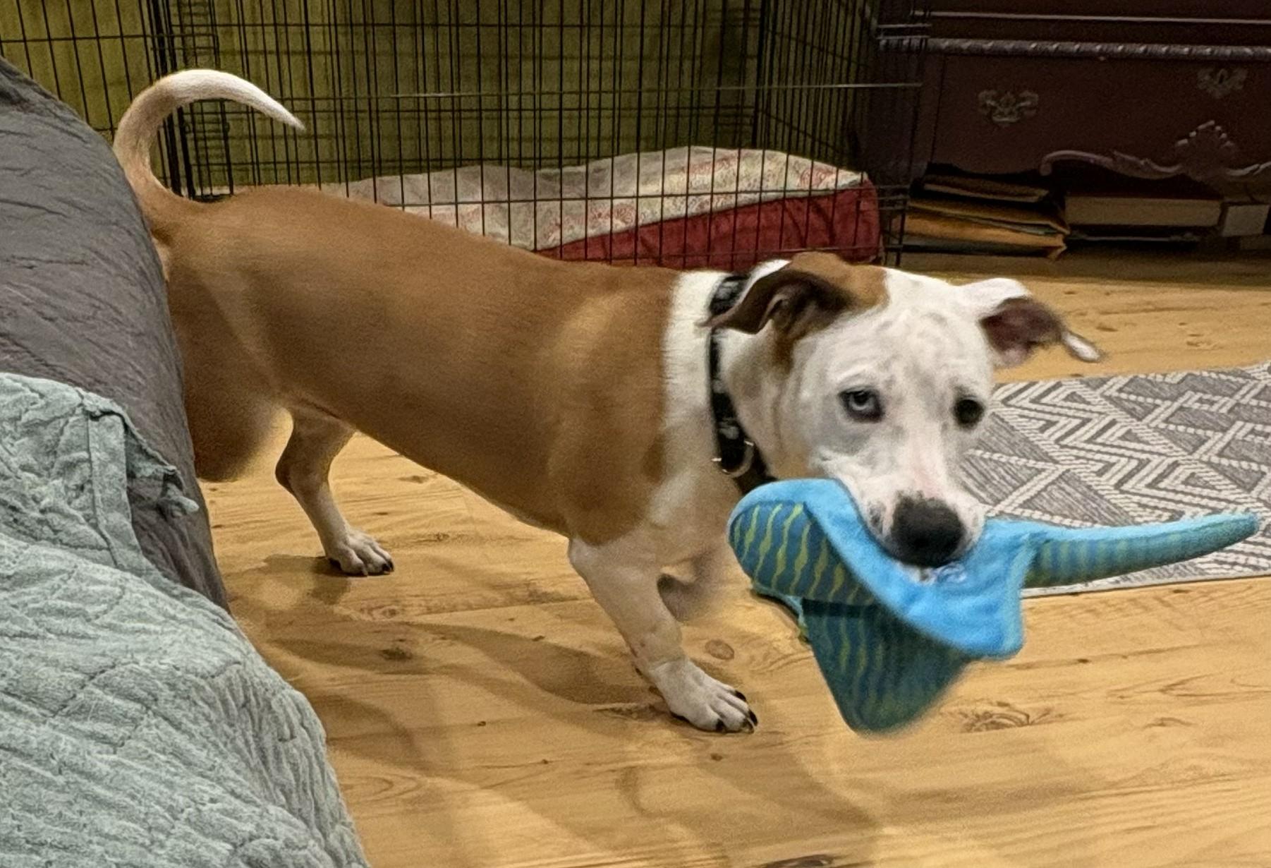 Enlarge Muffin , an adopted mixed breed in Medfield, MA image 3/6