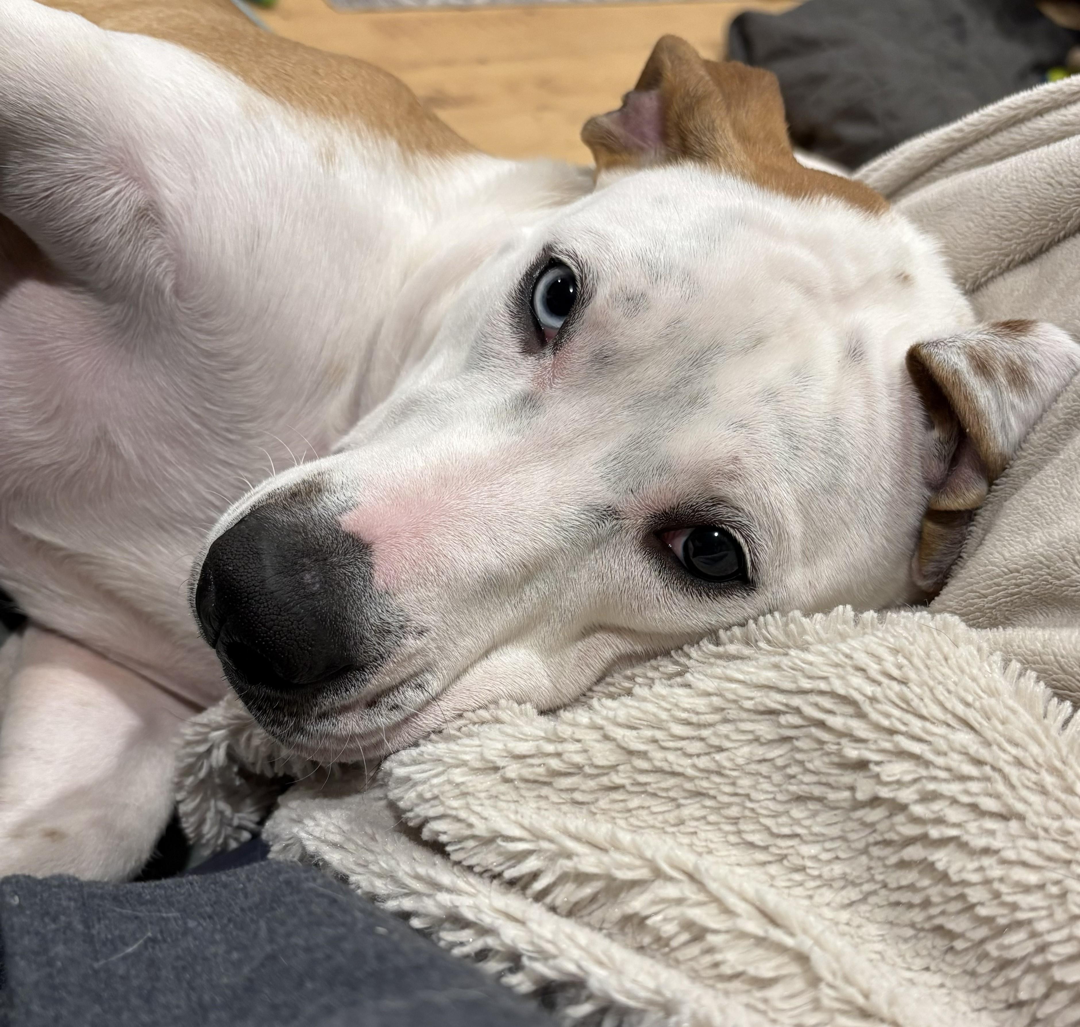 Muffin Sparkman - COME MEET ME!, adoptable, Young Female Basset Hound & Hound.