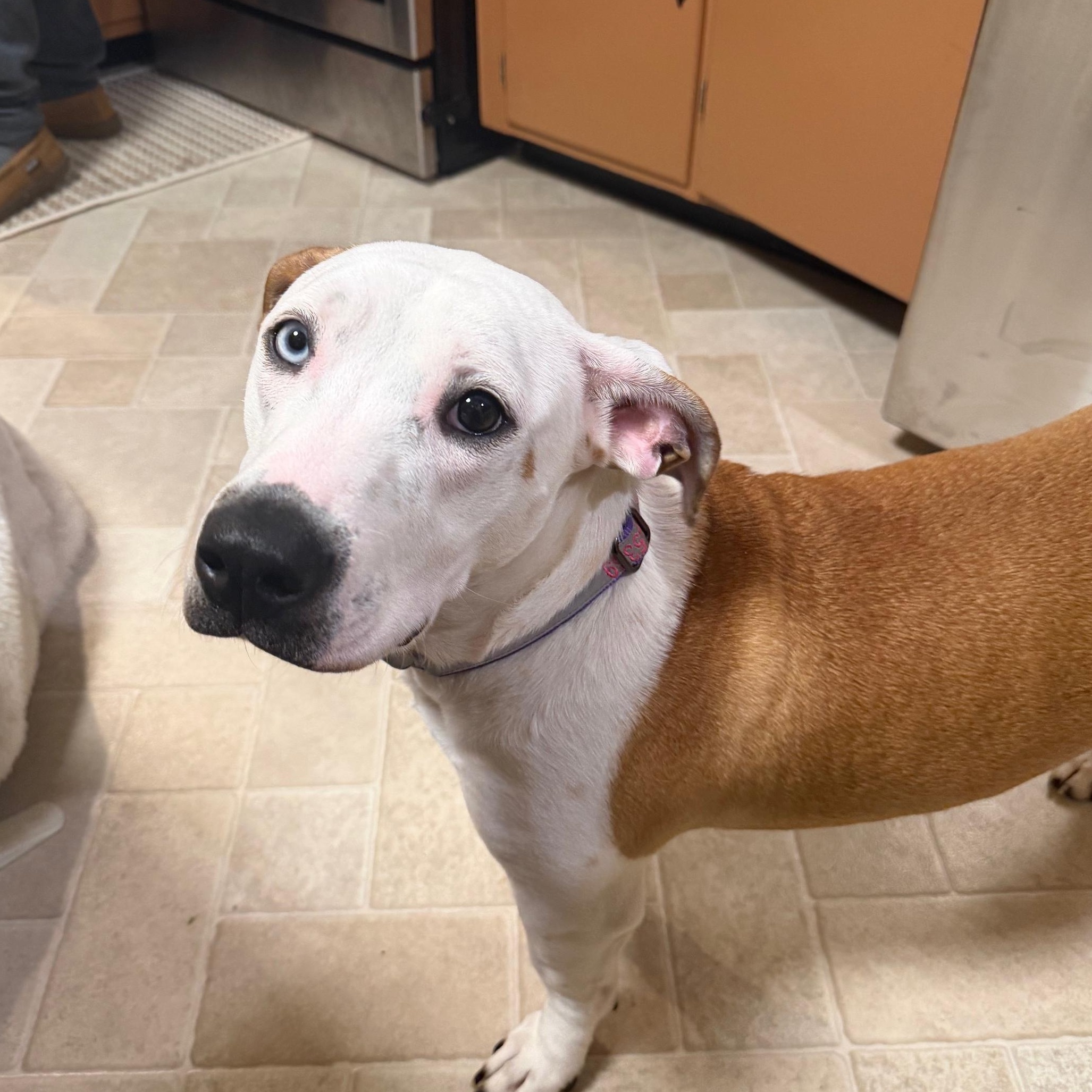 Enlarge Muffin Sparkman - Come Meet Me!, an adoptable mixed breed in Medfield, MA image 5/6