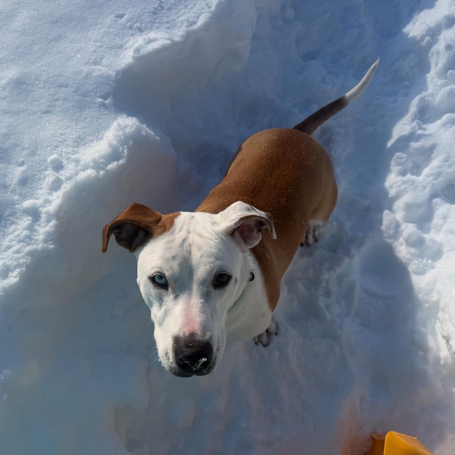Enlarge Muffin Sparkman - Come Meet Me!, an adoptable mixed breed in Medfield, MA image 2/6