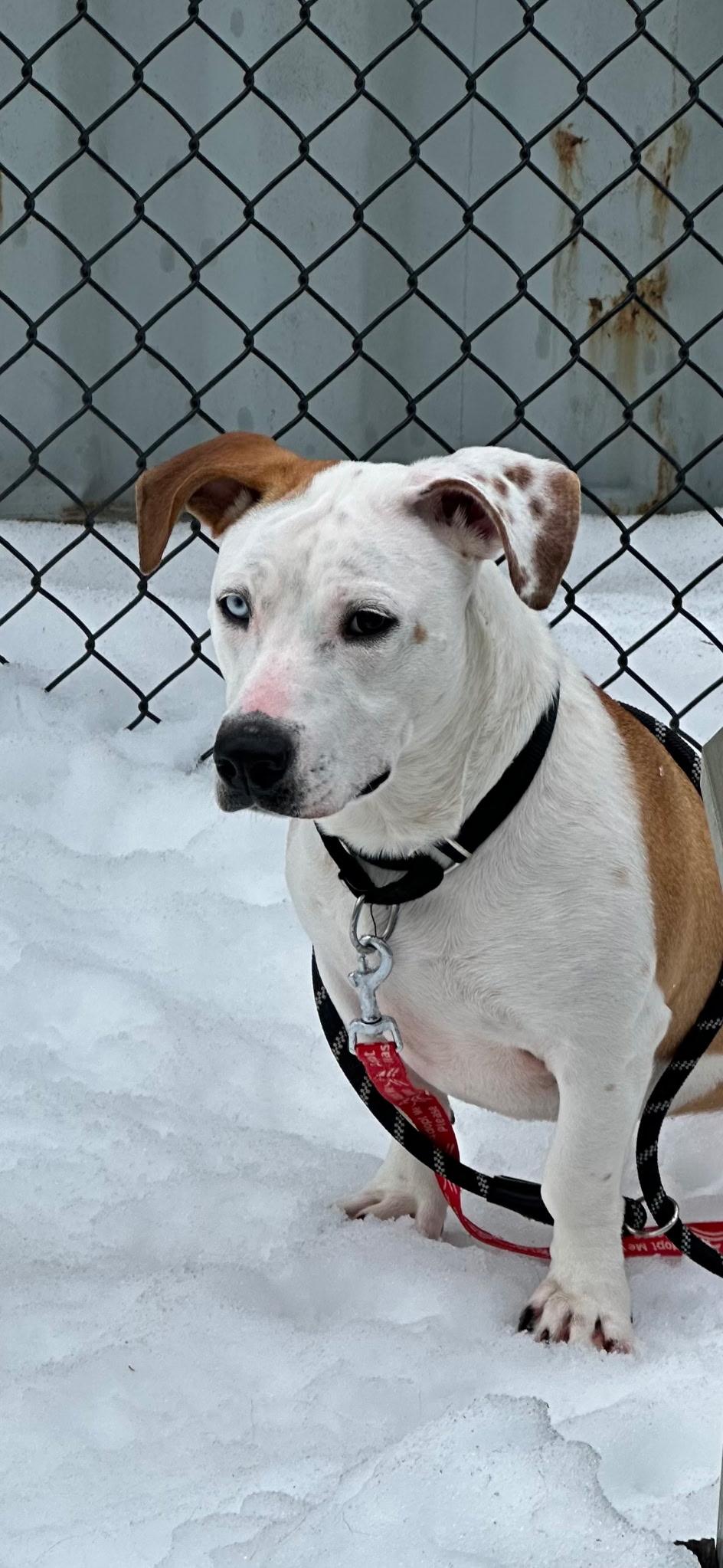 Enlarge Muffin , an adopted mixed breed in Medfield, MA image 4/6