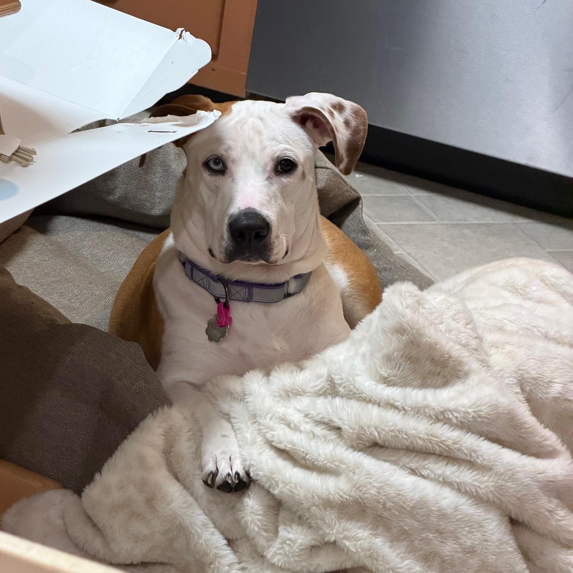 Enlarge Muffin Sparkman - Come Meet Me!, an adoptable mixed breed in Medfield, MA image 3/6