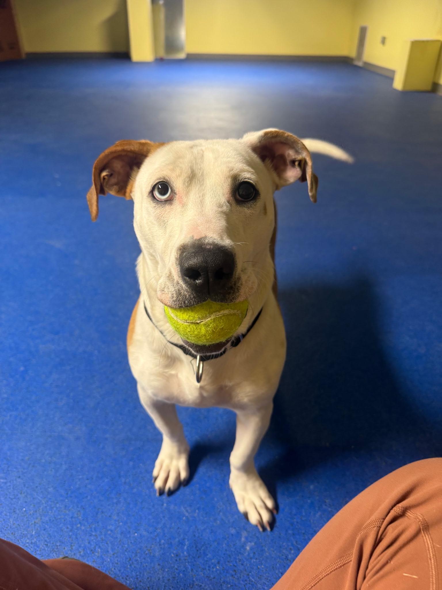 Enlarge Muffin , an adopted mixed breed in Medfield, MA image 2/6