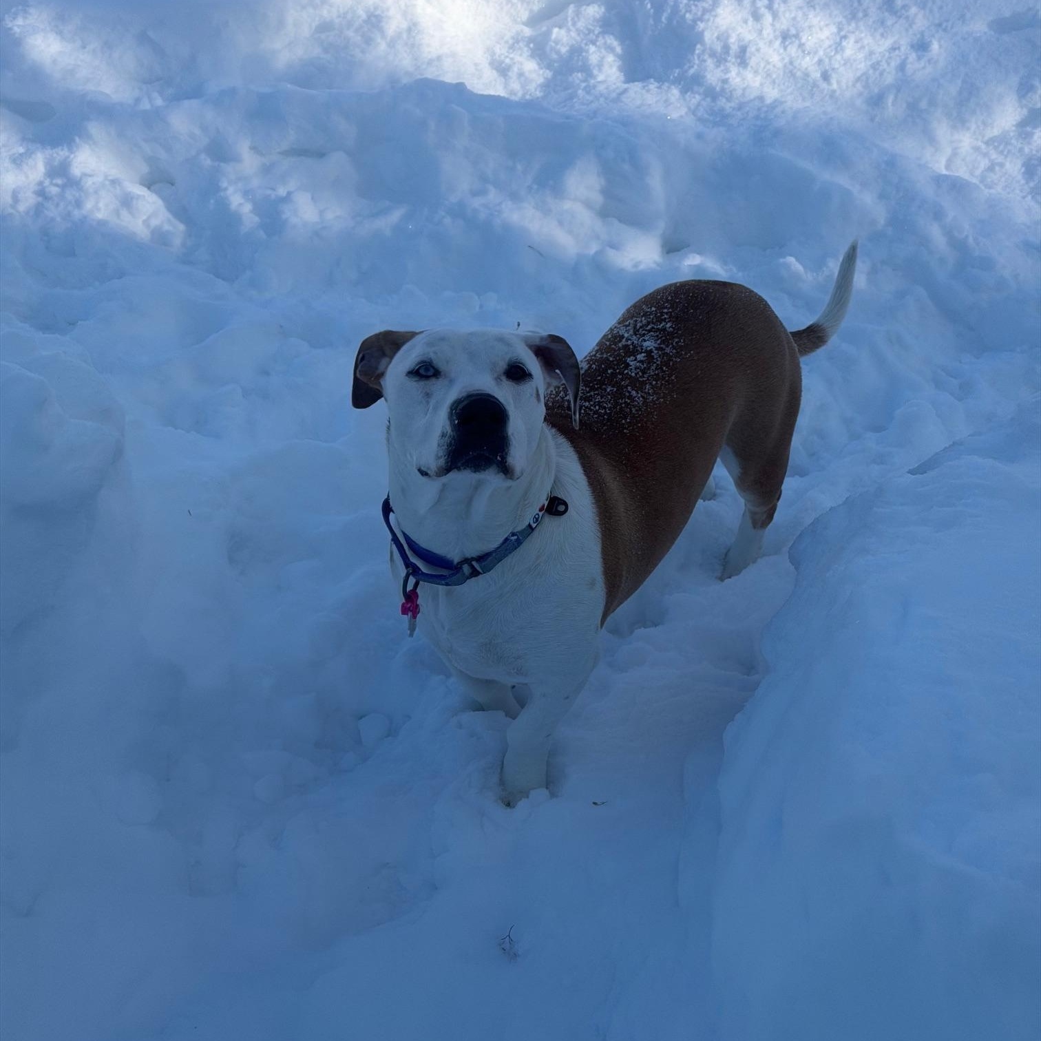 Enlarge Muffin Sparkman - Come Meet Me!, an adoptable mixed breed in Medfield, MA image 4/6