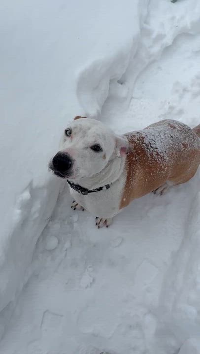 Enlarge Muffin , an adopted mixed breed in Medfield, MA video 6/6