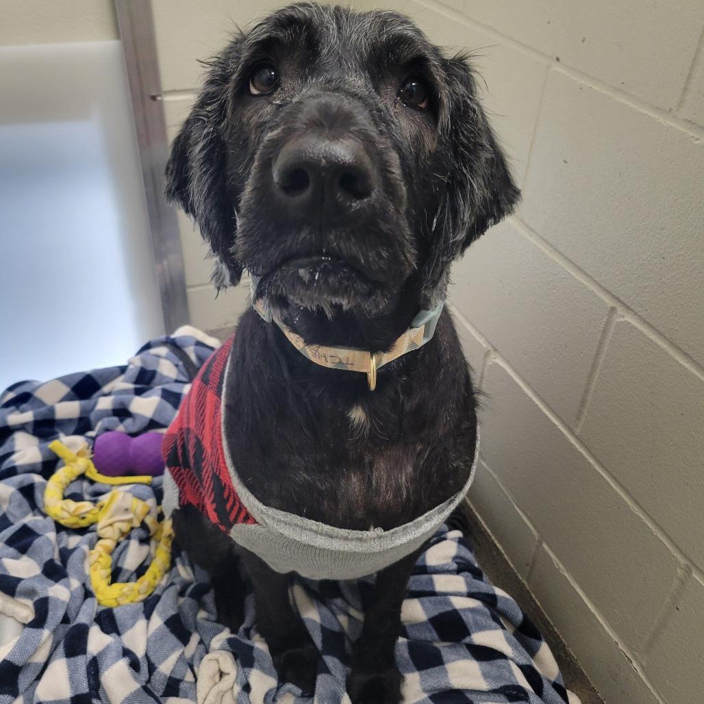 Enlarge Mabel, a Adoptable mixed breed in Saint Cloud, MN image 1/1