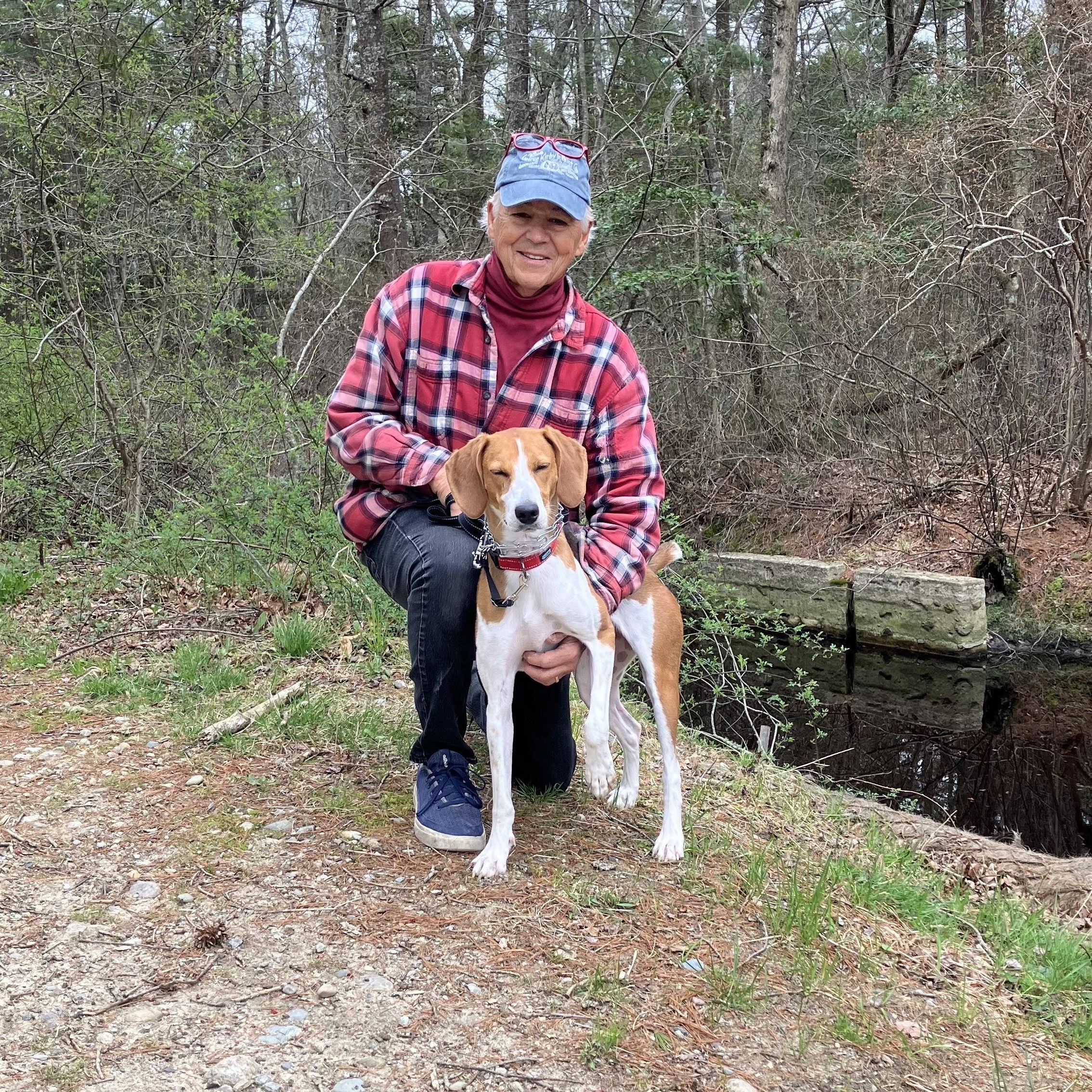Enlarge Ladybird, a ADOPTABLE American Foxhound in New Bedford, MA image 3/5