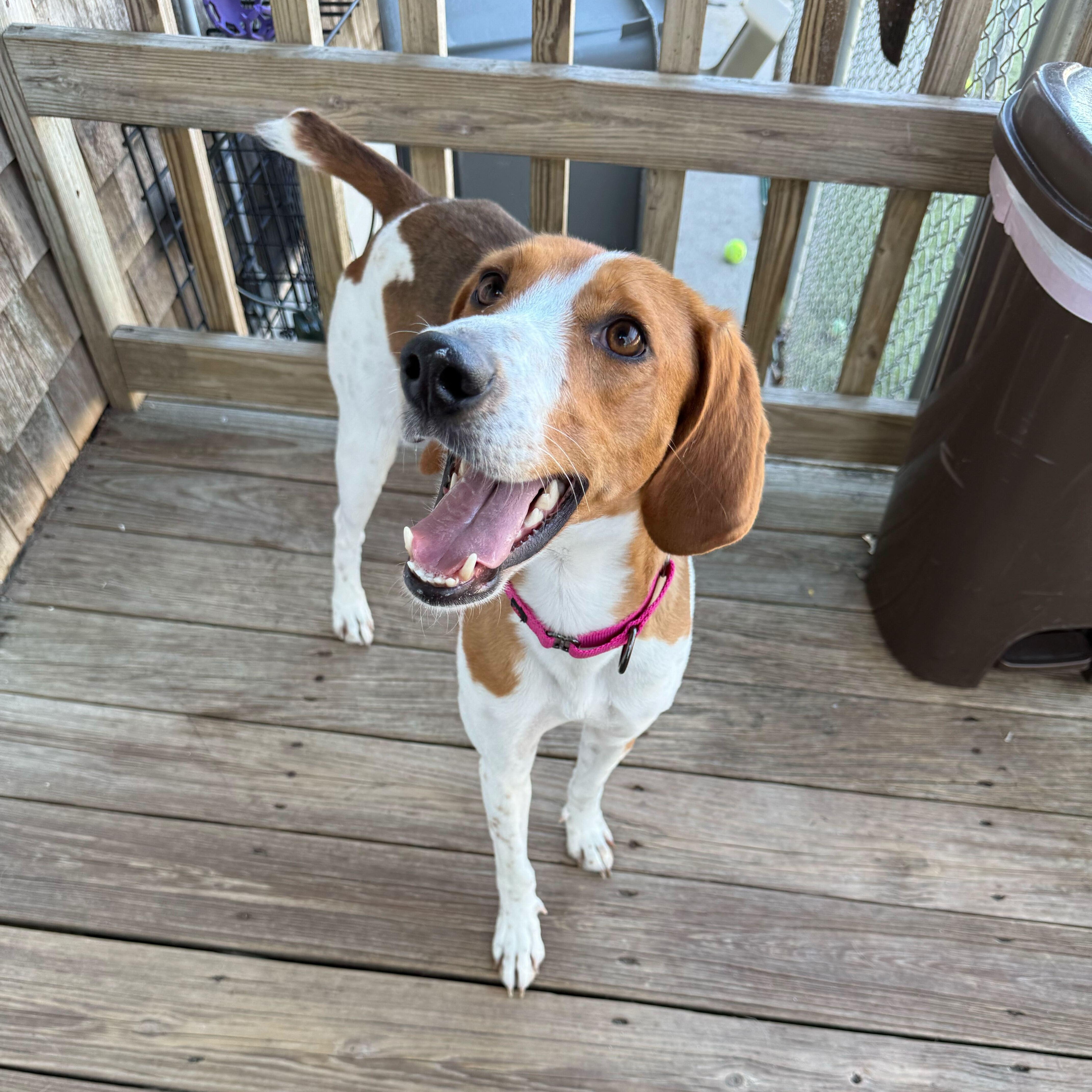 Ladybird, ADOPTABLE, Young Female American Foxhound.
