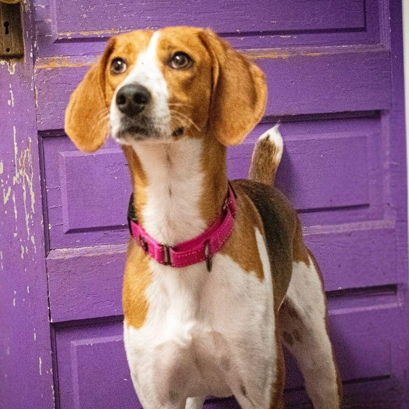 Enlarge Ladybird, a ADOPTABLE American Foxhound in New Bedford, MA image 1/4