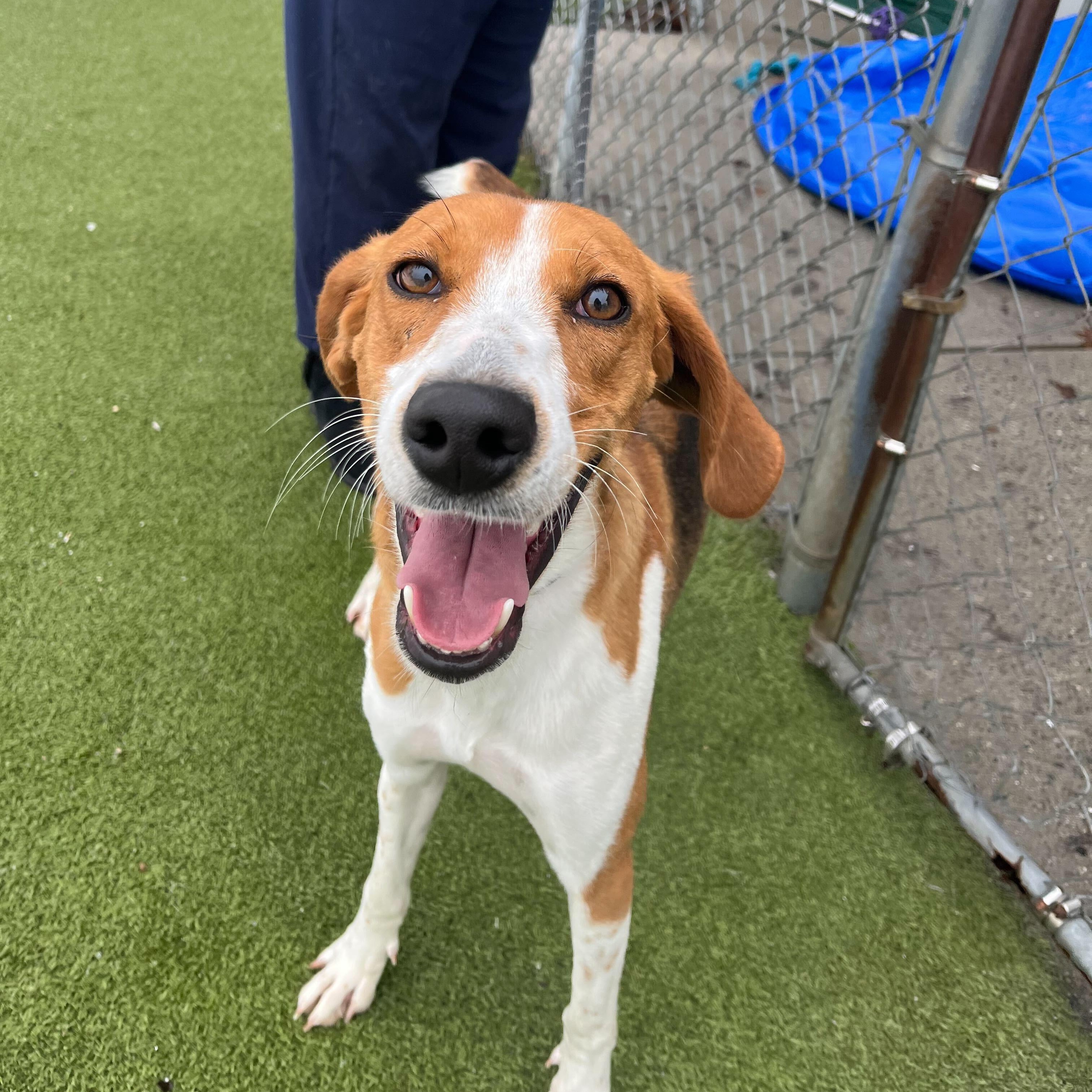 Enlarge Ladybird, a ADOPTABLE American Foxhound in New Bedford, MA image 3/3