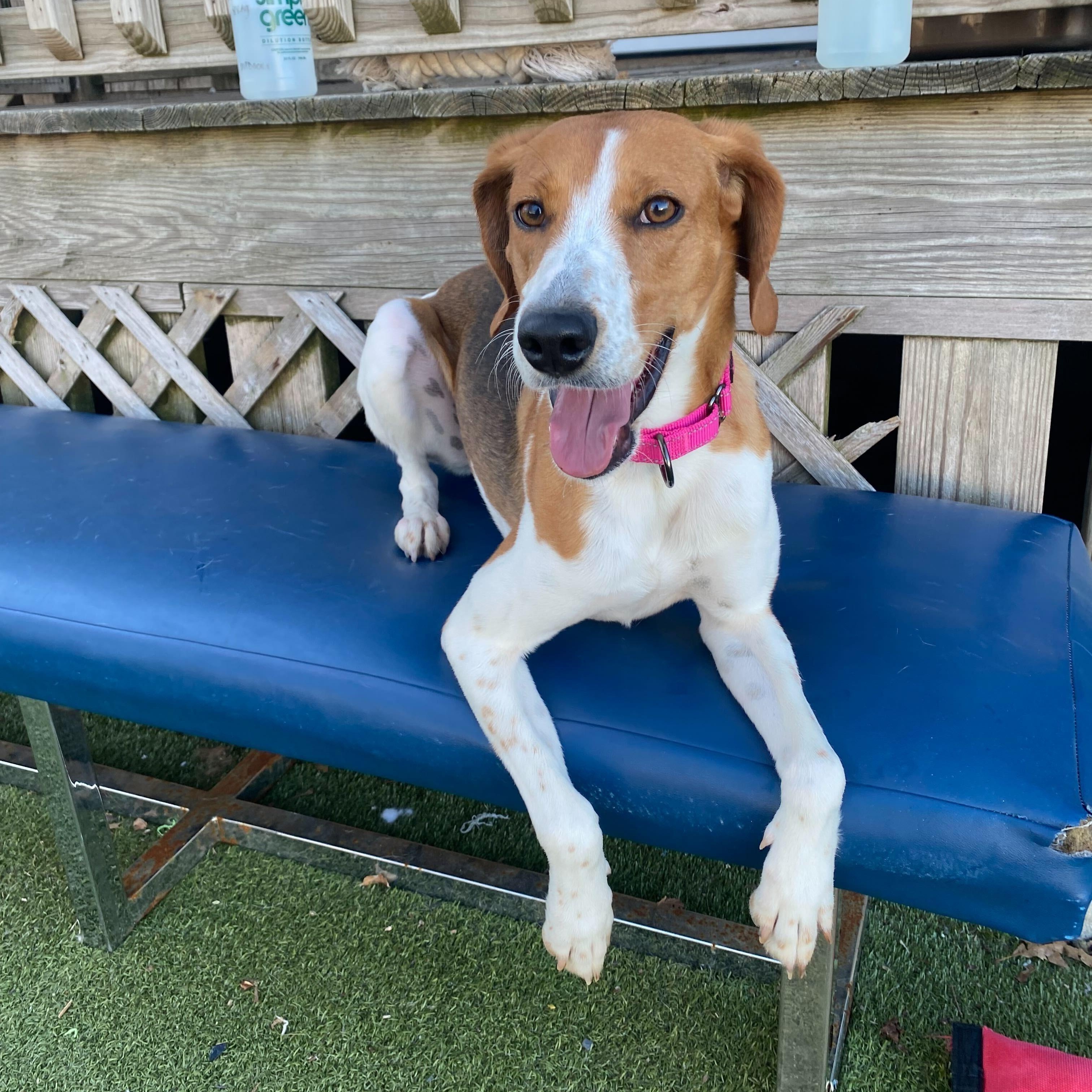 Enlarge Ladybird, a ADOPTABLE American Foxhound in New Bedford, MA image 1/3
