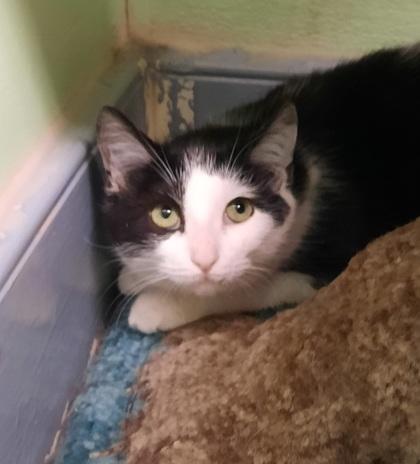 Amber, Adoptable, Young Female Domestic Medium Hair & Domestic Short Hair.