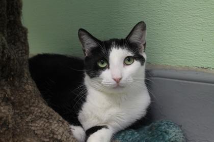 Enlarge Amber, a Adoptable mixed breed in Erin, ON image 1/1