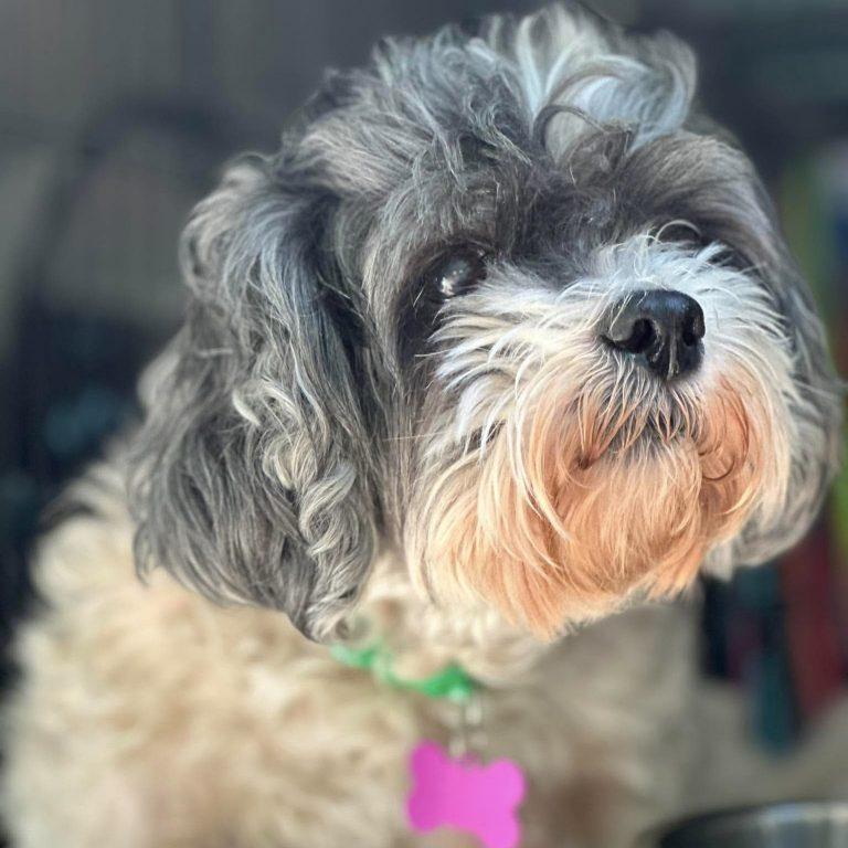 Enlarge Maggie, a Adoptable Shih Tzu in Garner, NC image 2/3