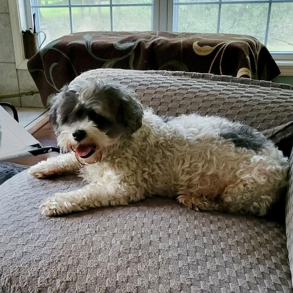 Enlarge Maggie, a Adoptable Shih Tzu in Garner, NC image 3/3
