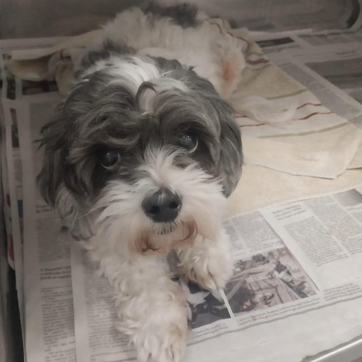 Maggie, Adoptable, Senior Female Shih Tzu.