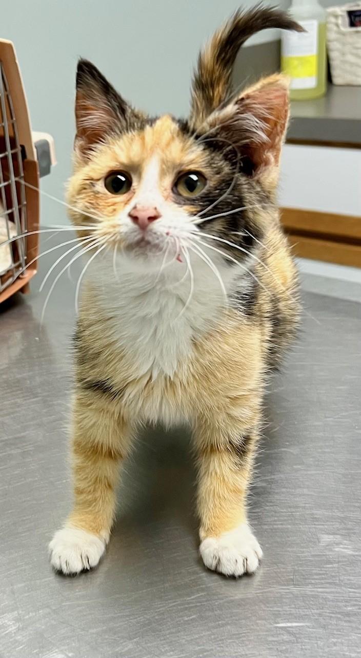 Bubblegum, adopted, Kitten Female Domestic Short Hair.