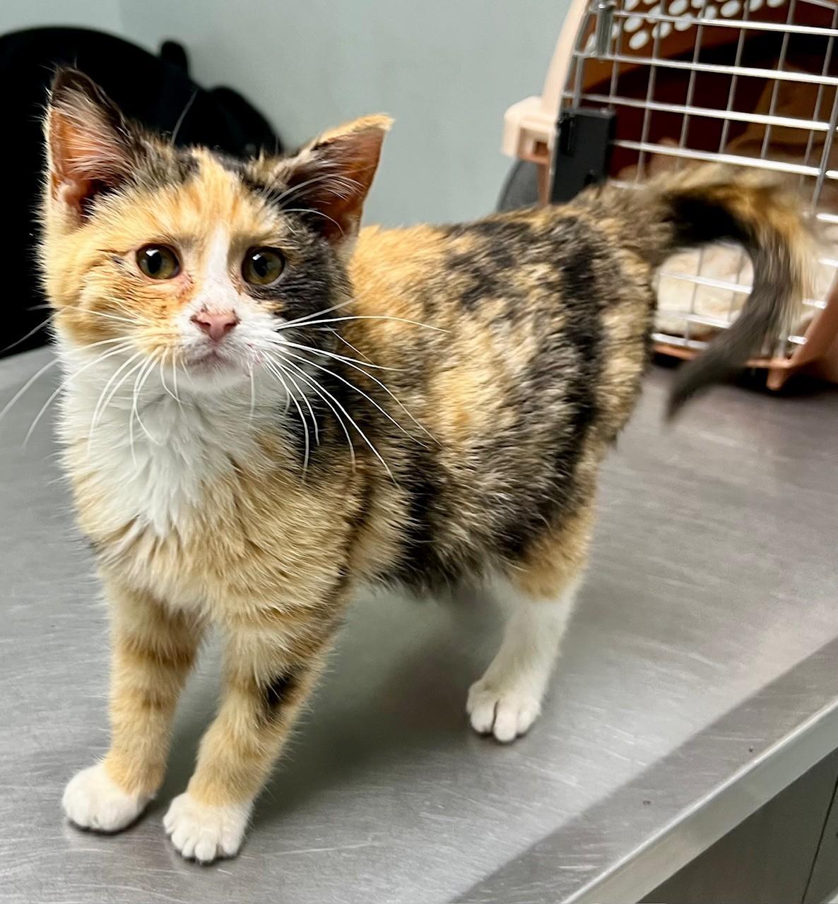 Enlarge Bubblegum, an adopted Domestic Short Hair in Edinburg, VA image 3/3