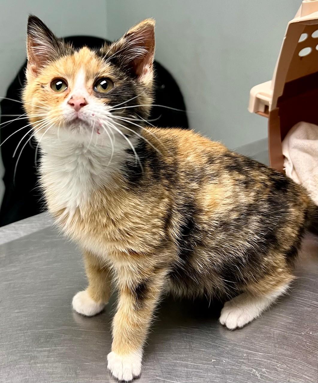 Enlarge Bubblegum, an adopted Domestic Short Hair in Edinburg, VA image 2/3