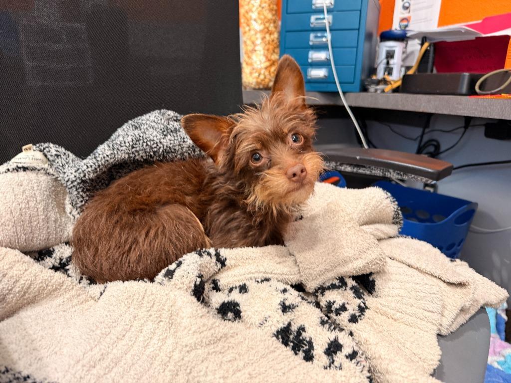 Lorax, Adopted, Puppy Male Yorkshire Terrier & Chihuahua.