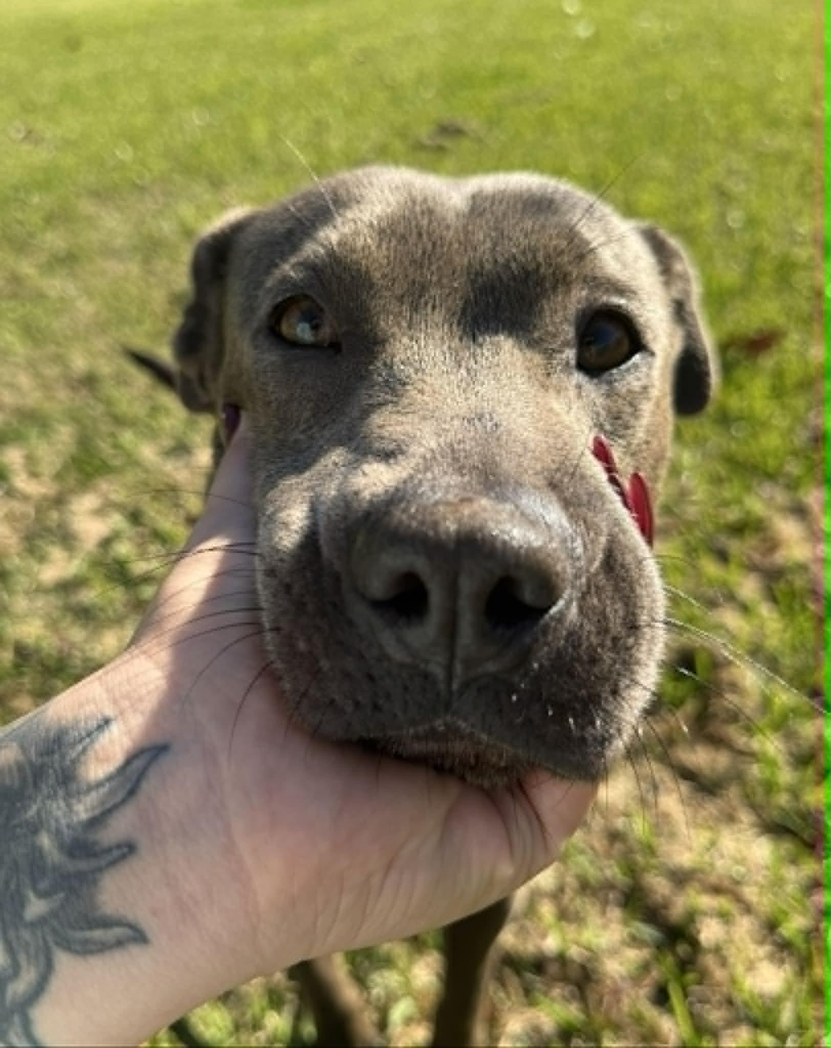 Enlarge Tilly, a Adoptable mixed breed in Edison, NJ image 2/3